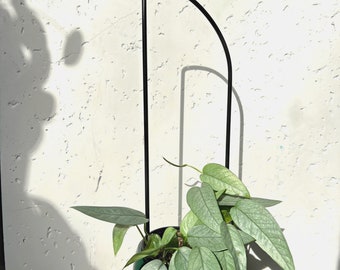 2 Black Metal Houseplant Trellis, Modern Plant Support with Rust-Resistant Coating