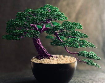 schirmakazie bonsai Seedeo® Schirmakazie (Acacia tortilis) 20 Samen main image 1