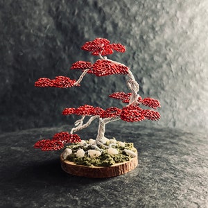 Kit de démarrage de graines de bonsaï – Coffret cadeau unique – Tout ce qui  est nécessaire pour