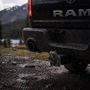 Premium towbar, dog, American Bulldog, American Bully Bulldog, dog lover, bully, listed breed, security, car accessory