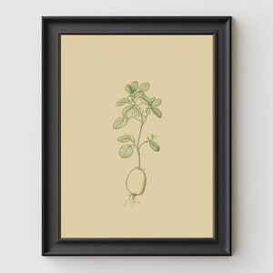 May include: A framed illustration of a potato plant with green leaves and a single potato growing from the stem. The illustration is on a cream-colored background and is framed in black.