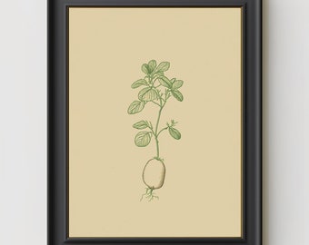 Oeuvre de téléchargement numérique TATER - botanique, dessin, traditionnel, illustration, légumes, pomme de terre, racine, jardinage