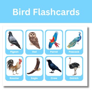 Pode incluir: Um conjunto de oito cartões educativos de aves dispostos em duas filas sobre um fundo branco. Cada cartão tem uma borda azul clara e o nome da ave impresso abaixo da ilustração. As aves são pombo, coruja, papagaio, pavão, galo, águia, corvo e avestruz. O título "Bird Flashcards" aparece em texto branco numa faixa azul clara no topo.