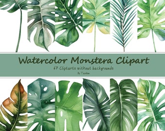 Watercolor Monstera Leaf Clipart, Tropical PNG Graphics (Commercial Use)
