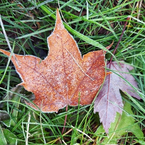 Frostiger Herbst: Rostbraunes Ahornblatt umrandet in Frost auf dunkelgrünem Gras