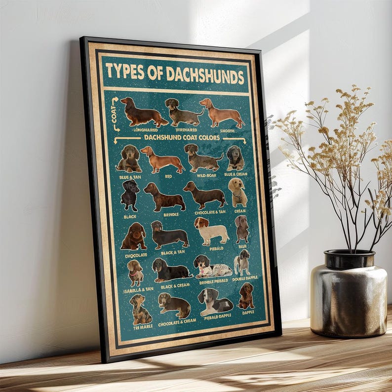 The image is a poster or framed illustration of various types of dachshunds, each labeled with a different color. The poster is displayed on a wooden surface, with a vase of flowers to the right.