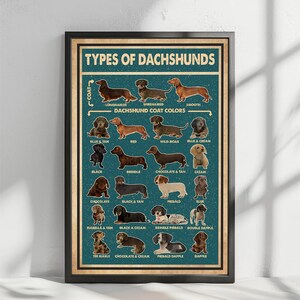 The image is a poster that displays various types of dachshunds, each with a different coat color, arranged in a grid format.