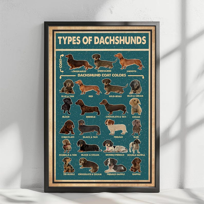 The image is a poster that displays various types of dachshunds, each with a different coat color, arranged in a grid format.