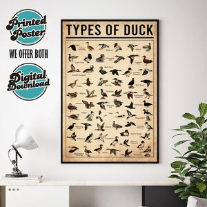 a poster titled "TYPES OF DUCK" hanging on a wall, with various illustrations of different types of ducks.