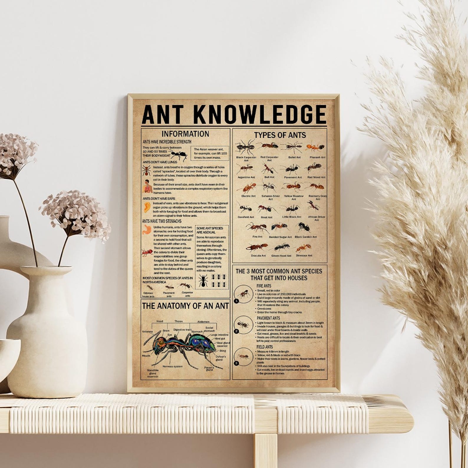 Ant Knowledge Poster, Types of Ants Vintage Poster, Ant Lover Gift ...