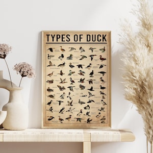 a poster of different types of ducks on a shelf