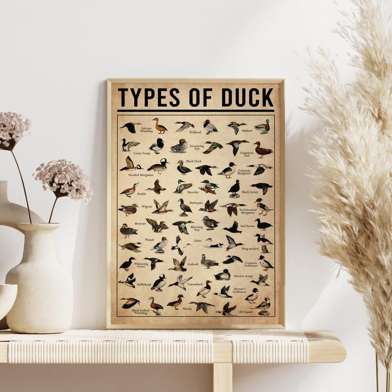a poster of different types of ducks on a shelf