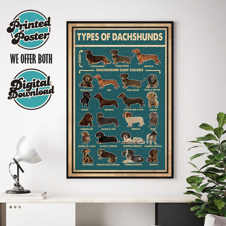 The image is a framed poster that displays various types of dachshunds, each with a different coat color. The poster is hung on a wall above a small table with a lamp on it.
