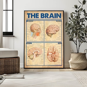 May include: A framed poster displaying anatomical diagrams of the brain, labelled "THE BRAIN." The poster shows different views of the brain, including "Brain in Place," "Lateral View," "Medial View," and "Arteries." The colour scheme includes beige, blue, and brown.