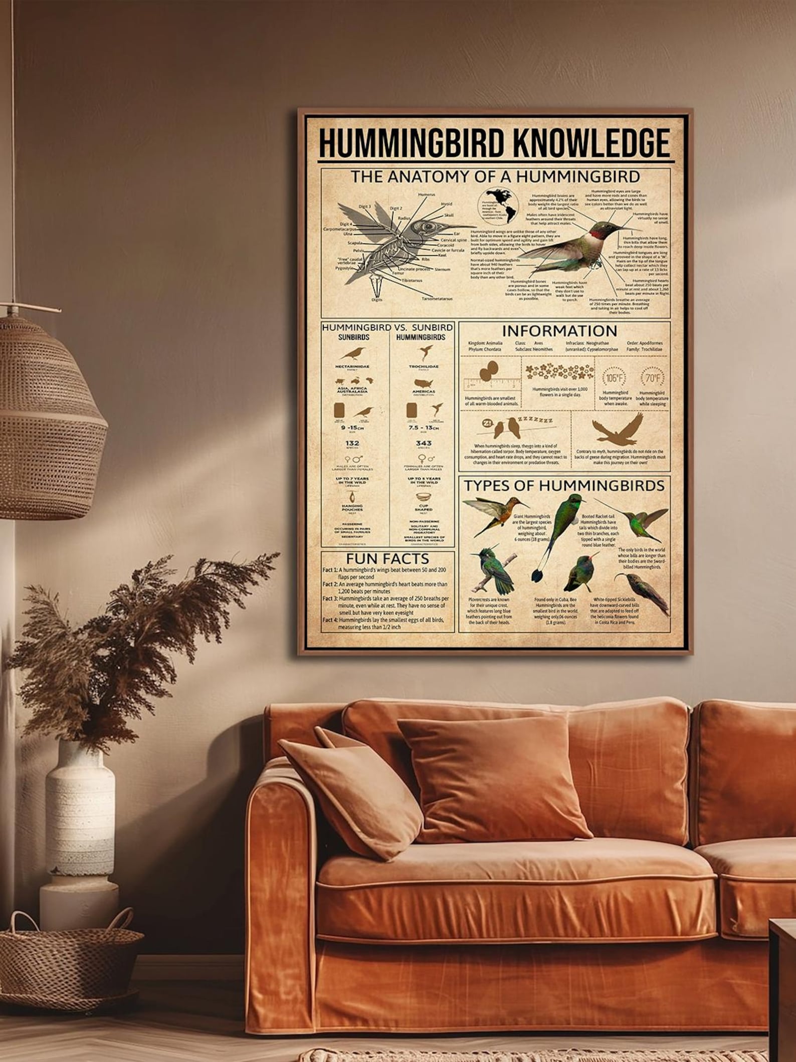 Hummingbird Knowledge Poster, Anatomy of a Hummingbird, Types of ...