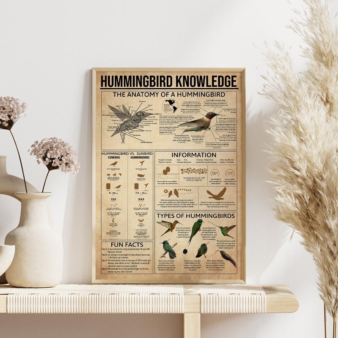 Hummingbird Knowledge Poster, Anatomy of a Hummingbird, Types of ...