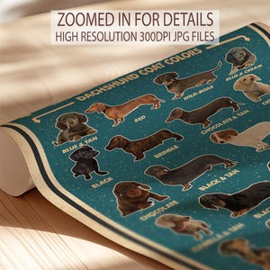 The image is a poster featuring various dachshund dog breeds, including different colors and sizes, arranged in a visually appealing manner.