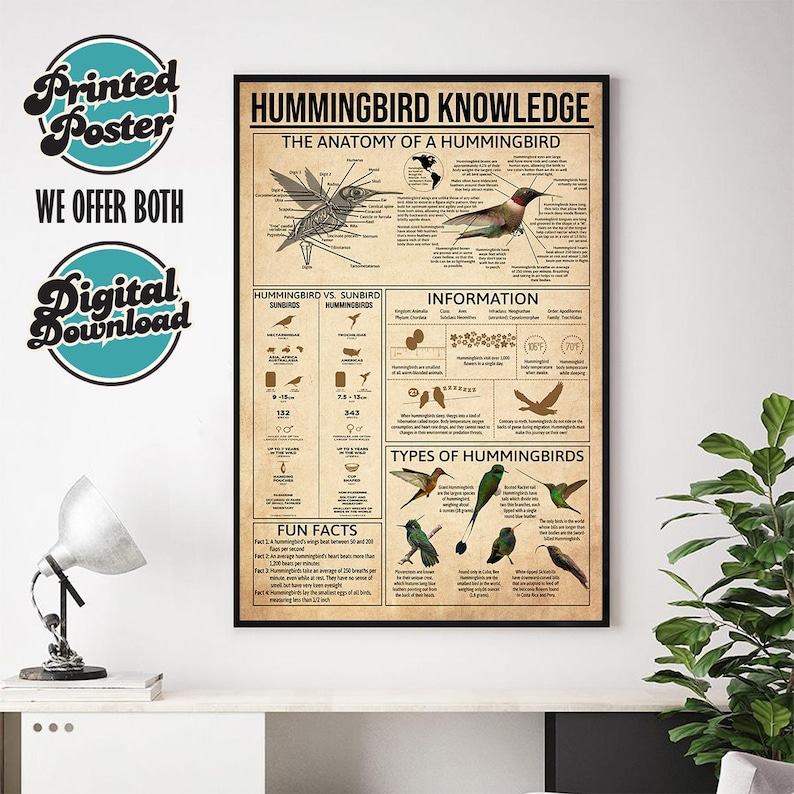 Hummingbird Knowledge Poster, Anatomy of a Hummingbird, Types of ...