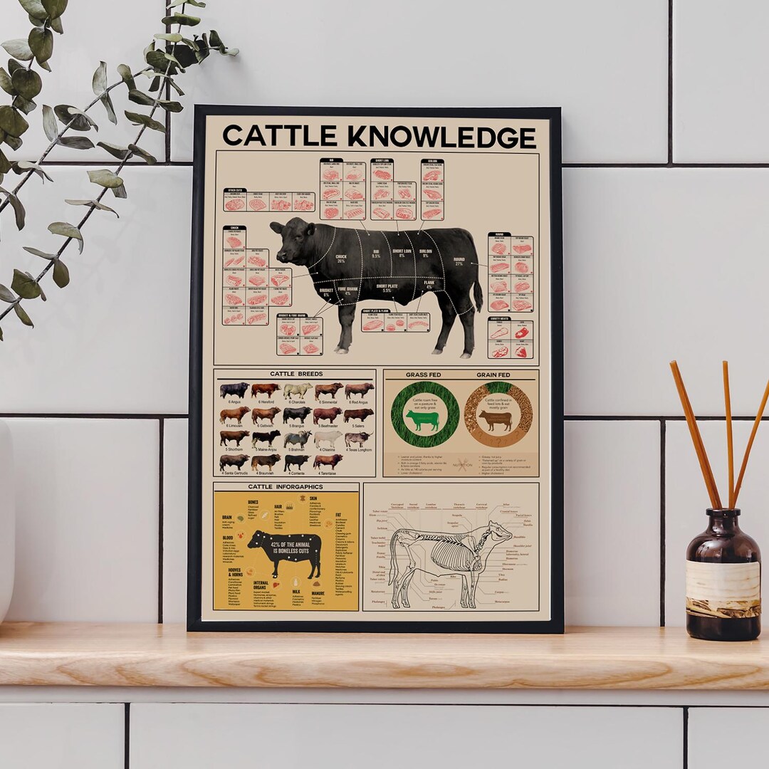 Cattle Knowledge, Beef Knowledge Poster, Beef Butcher Guide, Beef Cuts ...