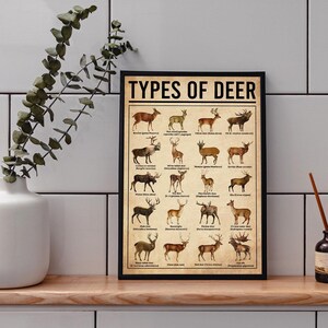 Types Of Deer Poster, Deers Print, Deer Art, Deers Decor, Deer Wall Art, Deers Poster, Deer Wall Hanging, Deer Lover Gift, Deer Hunting image 2