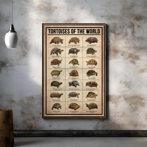 Tortoises Poster, Types Of Tortoises Vintage Poster, Tortoise Turtle Gift, Turtle Poster, Vintage Knowledge Poster, Home Art, Education