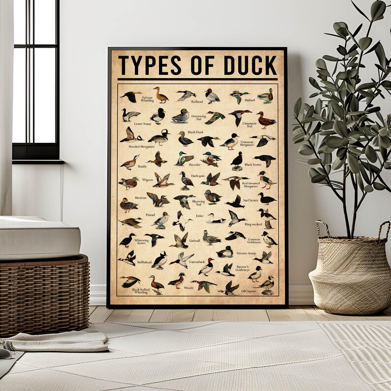 a poster of different types of ducks on a wall