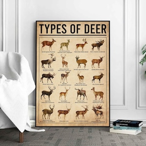 Types Of Deer Poster, Deers Print, Deer Art, Deers Decor, Deer Wall Art, Deers Poster, Deer Wall Hanging, Deer Lover Gift, Deer Hunting
