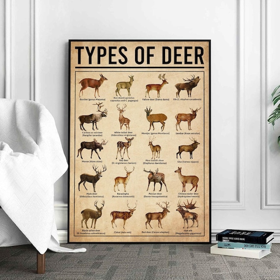 Types Of Deer Poster, Deers Print, Deer Art, Deers Decor, Deer Wall Art, Deers Poster, Deer Wall Hanging, Deer Lover Gift, Deer Hunting