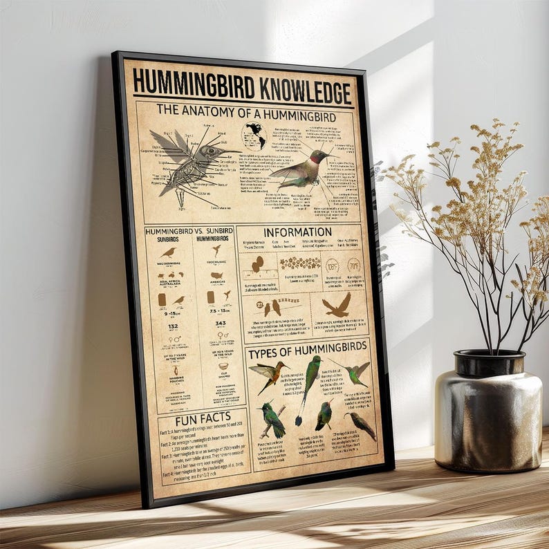 Hummingbird Knowledge Poster, Anatomy of a Hummingbird, Types of ...
