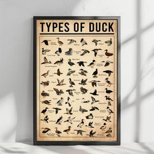 The image is a poster or framed illustration titled "TYPES OF DUCK" that features various types of ducks, including Mallard, Wood Duck, and other species.