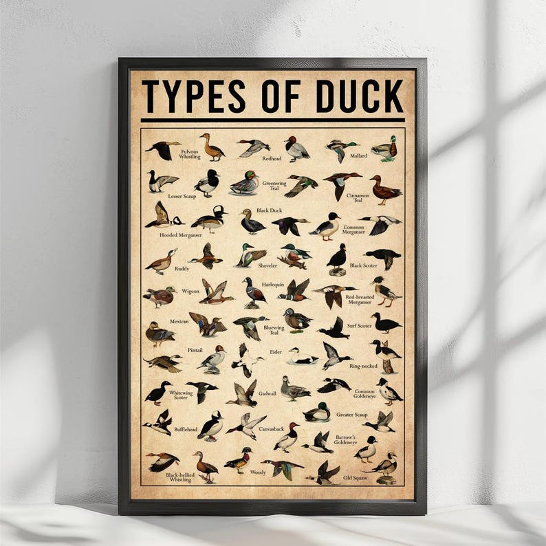 The image is a poster or framed illustration titled "TYPES OF DUCK" that features various types of ducks, including Mallard, Wood Duck, and other species.