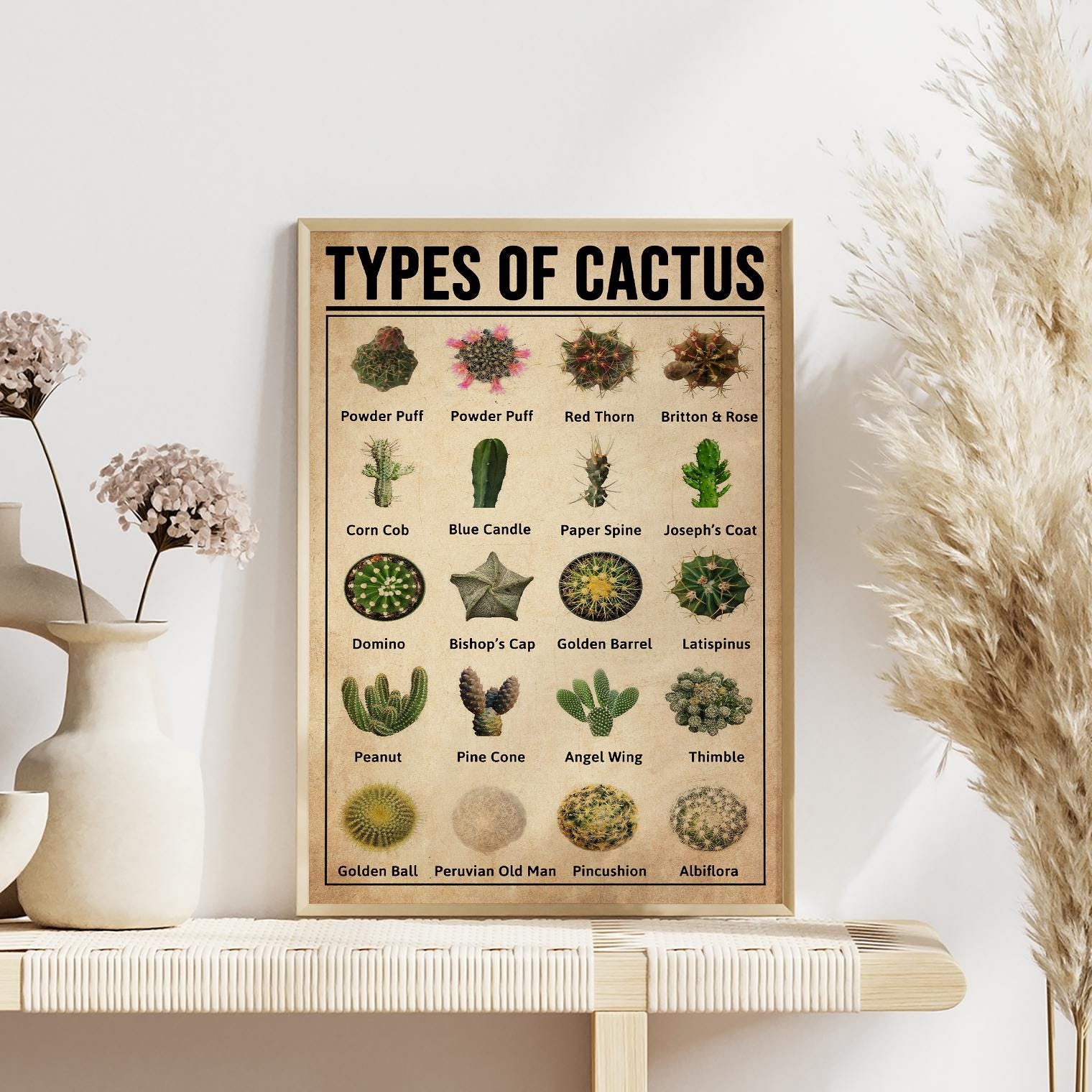 Vintage Cactus Poster, Desert Species Cactus Knowledge Poster ...