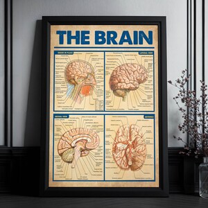 May include: A vintage-style anatomical chart of the human brain. The chart features four illustrations of the brain, including a lateral view, medial view, brain in place, and arteries. Each illustration is labelled with anatomical terms.