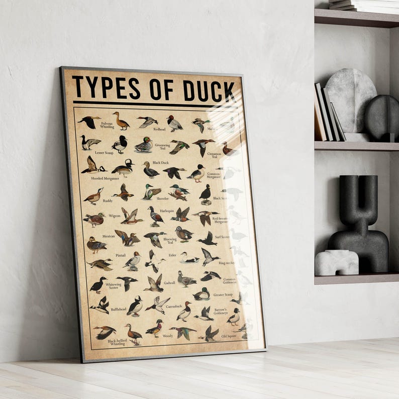 a picture of a poster of different types of ducks