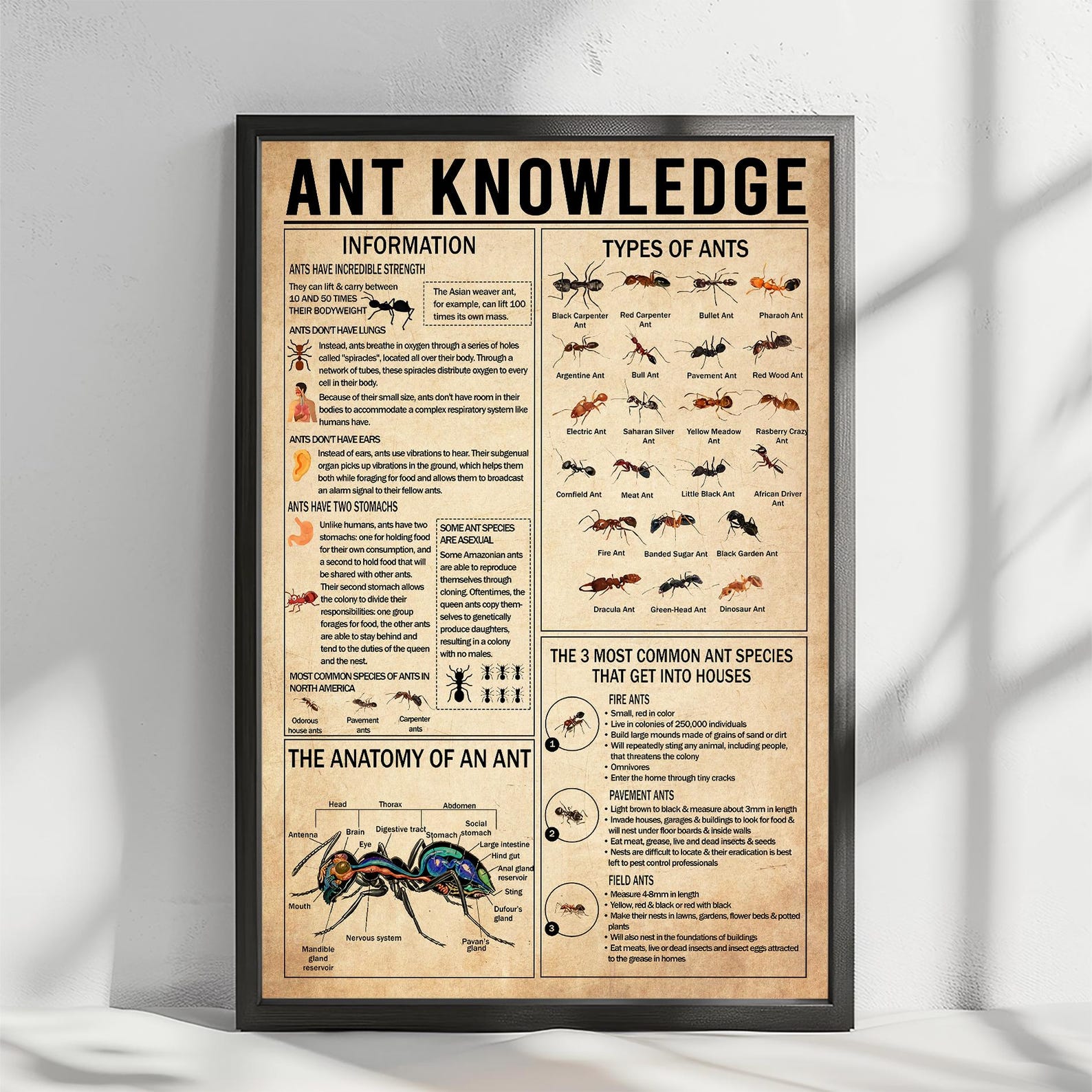 Ant Knowledge Poster, Types of Ants Vintage Poster, Ant Lover Gift ...