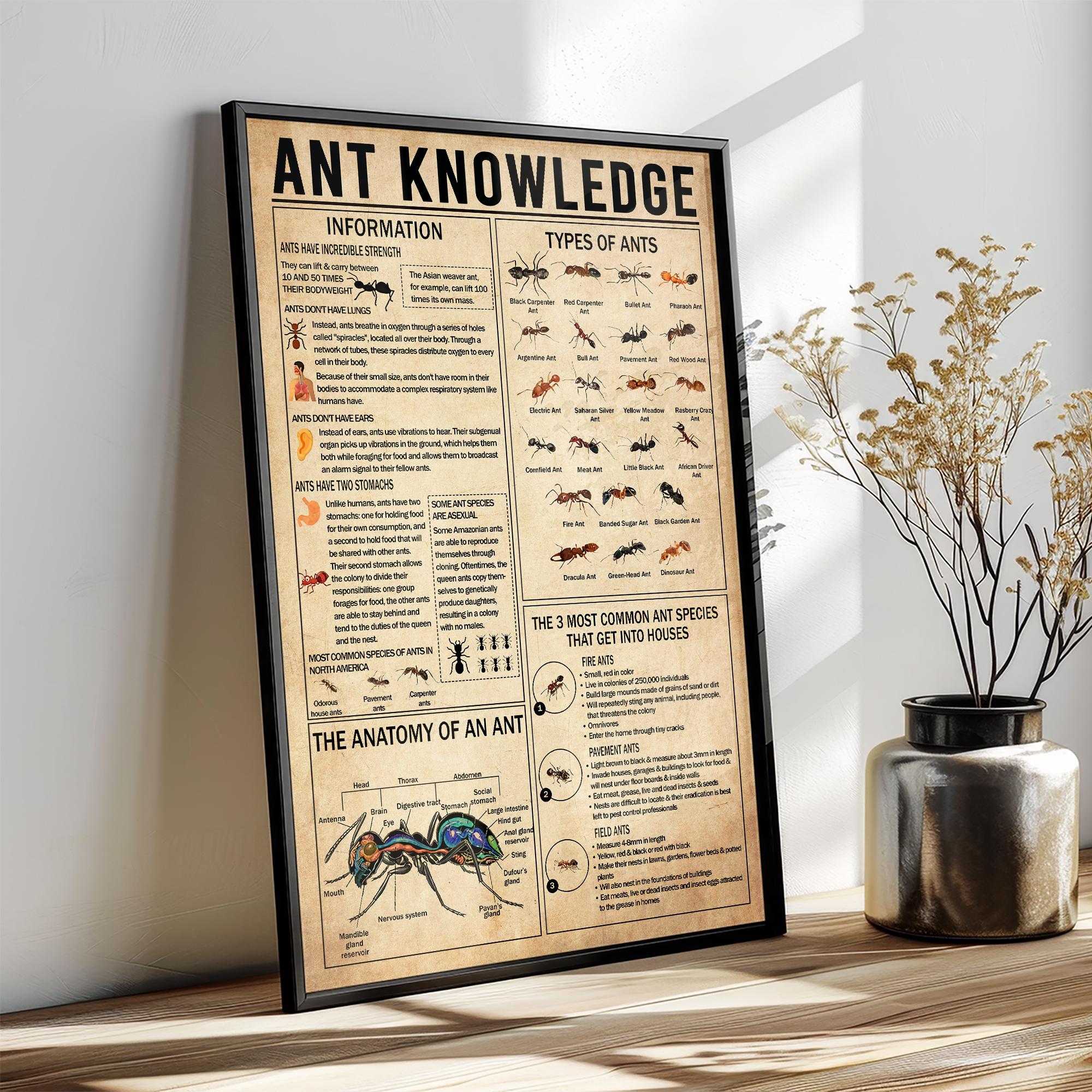Ant Knowledge Poster, Types of Ants Vintage Poster, Ant Lover Gift ...
