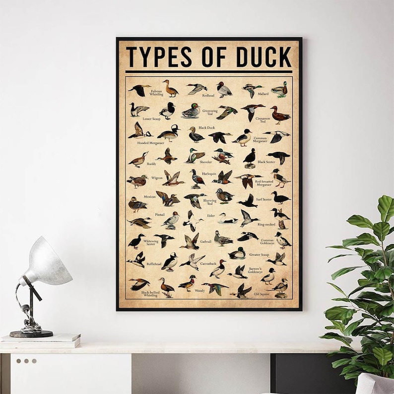 a poster of different types of ducks on a wall