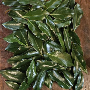60 Fresh Southern Magnolia Leaves for Crafting & Decoration - Perfect for Weddings,  Home Decor and DIY Projects