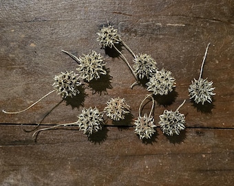 10 Gold or Silver Sweetgum Seed Pods for Crafts, DIY Decor, Rustic Centerpieces, Wreaths, Ornaments, Wedding and Holiday Decorations