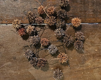 20 natuurlijke tamponzaaddozen voor knutselen, doe-het-zelfdecoratie en rustieke tafeldecoraties