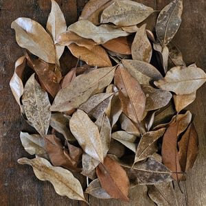 60 Dried Southern Magnolia Leaves for Terrarium Bedding, Crafting & Decoration