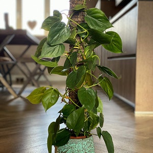 Op de afbeelding: Een groene plant in een pot met grote bladeren die omhoog groeien langs een met mos bedekte paal. De plant staat in een turquoise pot met een getextureerd oppervlak.