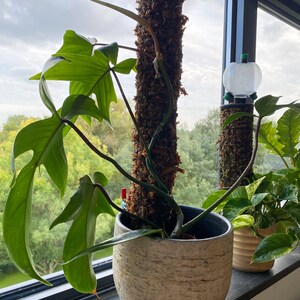 Ultieme mospaal pakket - mosstok - plantensteun - plantenstok - sphagnum mos - mosstok Monstera - stok voor planten -  mosstokken kopen