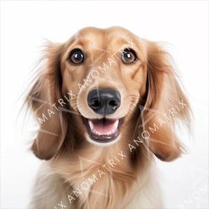 Cane Bassotto Pelo Lungo Crema