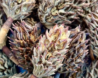 10 Organic Magnolia Tree Seed Pods Pet Reptile Bioactive Terrarium Vivarium Heat Treated Frog Snake Isopods Crafts Supply Ships Today