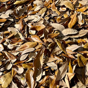 May include: A close-up image of a pile of brown, dried leaves. The leaves are scattered randomly and overlap each other. The leaves are various shades of brown, from light to dark.