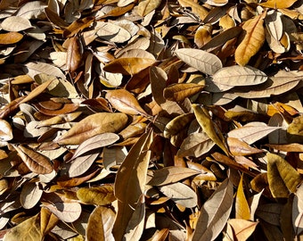 5 Gallons Of Organic Live Oak Leaves Natural Dried Leaf Litter Pet Reptile Frog Snake Bioactive Vivarium Terrarium Isopods Crafts Fast Ship