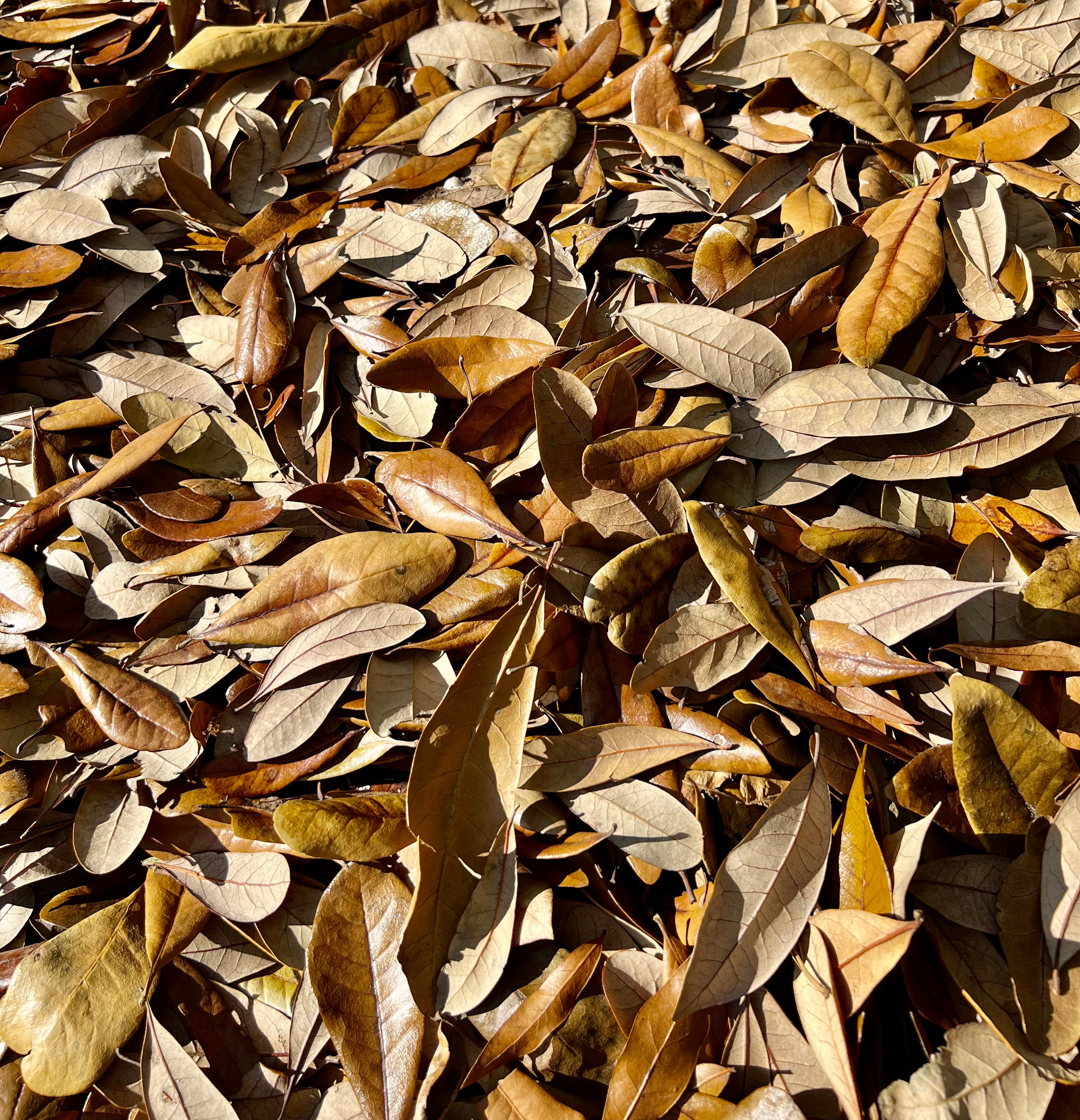 Real Dried Oak Leaves – 2 Gallon Bags For Aquarium, Terrarium, Isopod Food, Fish, Reptile