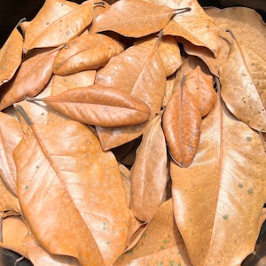5 Gallons Of Organic Magnolia Leaves Dried Heat Treated Leaf Litter Pet Reptile Isopods Dart Frog Snake Vivarium Terrarium Craft Ships FAST