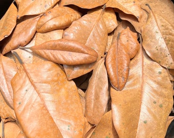 5 Gallons Of Organic Magnolia Leaves Dried Heat Treated Leaf Litter Pet Reptile Isopods Dart Frog Snake Vivarium Terrarium Craft Ships FAST